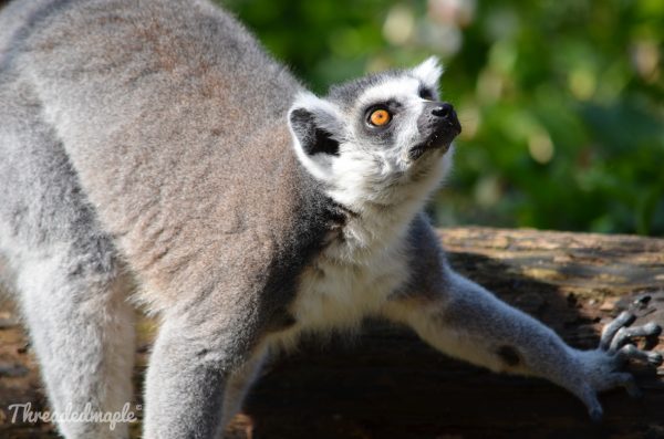 Bristol Zoo