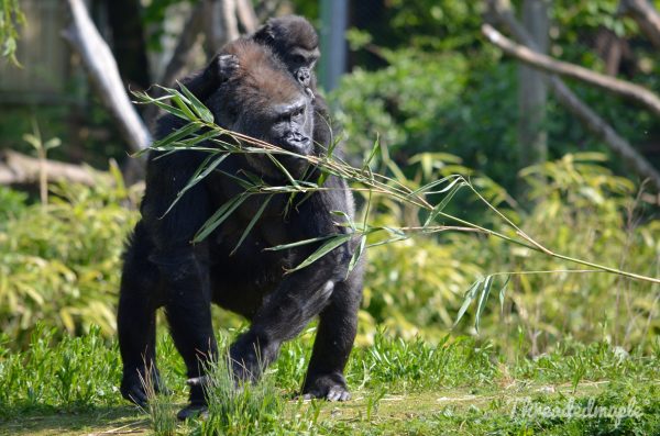 Bristol Zoo