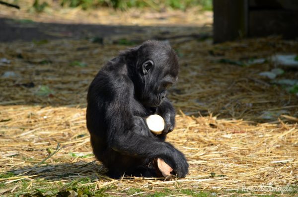 Bristol Zoo