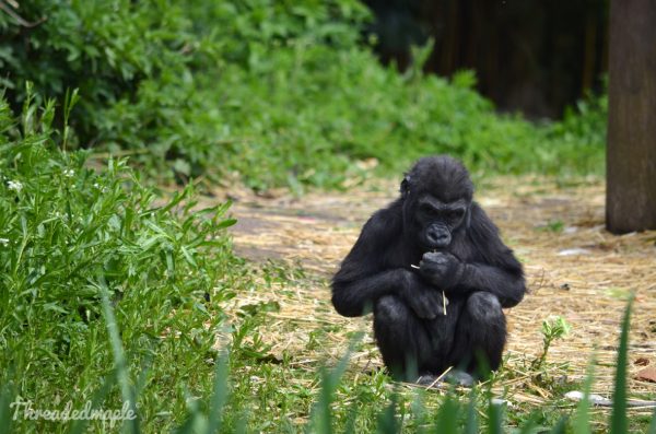 Bristol Zoo