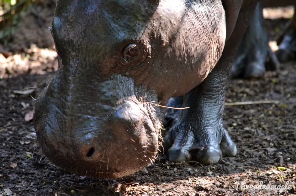 Bristol Zoo