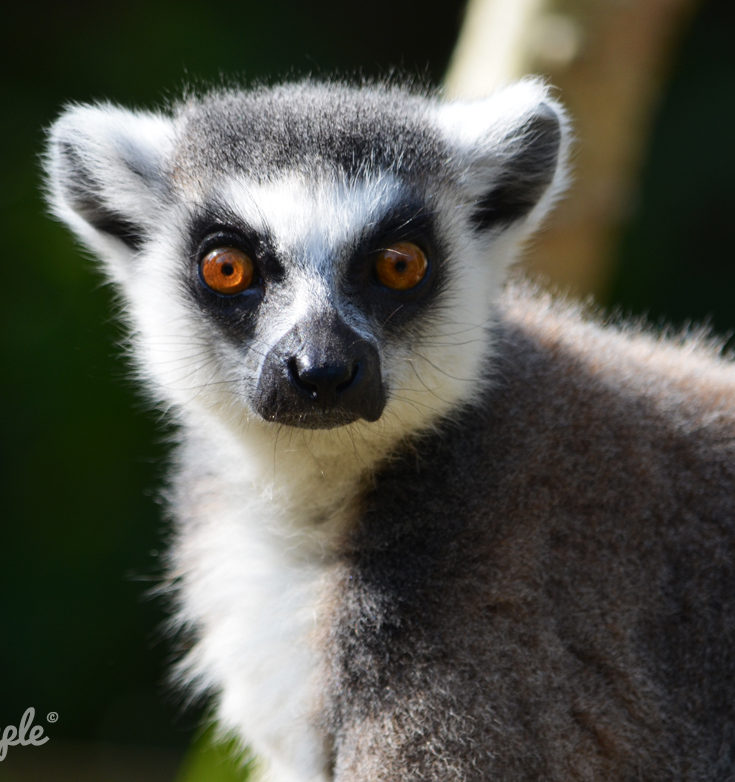 Bristol Zoo