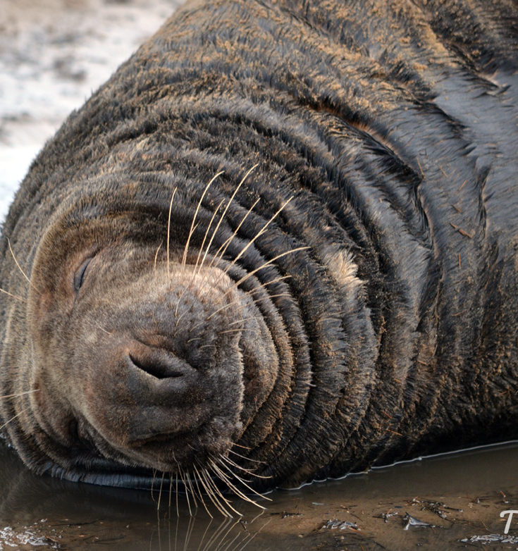 Seals at Donna Nook